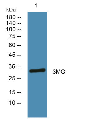 Anti-MPG antibody (STJ190757) – Figure 1 of 1