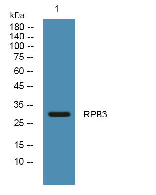 Anti-POLR2C antibody (STJ190762) – Figure 1 of 1