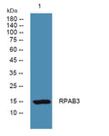 Anti-POLR2H antibody (STJ190772) – Figure 1 of 1