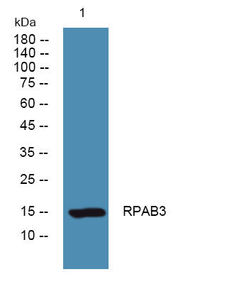 Anti-POLR2H antibody (STJ190772) – Figure 1 of 1