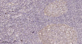 Anti-HECTD1 antibody (STJ190782) – Figure 1 of 1
