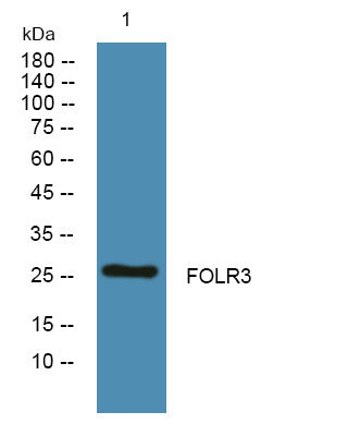 Anti-FOLR3 antibody (STJ190820) – Figure 1 of 1