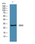 Anti-GEM antibody (STJ190849) – Figure 1 of 1