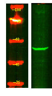 Anti-SLC16A5 antibody (220-300 aa) (STJ190976) – Figure 1 of 1