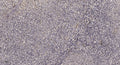 Anti-MUC5AC antibody (4400-4480 aa) (STJ190984) – Figure 1 of 1