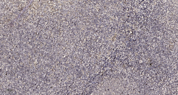 Anti-MUC5AC antibody (4400-4480 aa) (STJ190984) – Figure 1 of 1