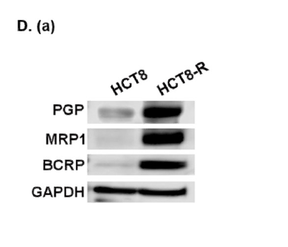 Anti-ABCC1 antibody (110-190 aa) (STJ190989) – Figure 1 of 1
