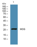 Anti-MOG antibody (30-110 aa) (STJ190996) – Figure 1 of 1