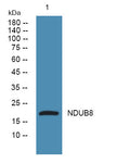 Anti-NDUFB8 antibody (120-200 aa) (STJ191034) – Figure 1 of 1