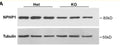 Anti-NPHP1 antibody (510-590 aa) (STJ191046) – Figure 1 of 1