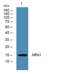 Anti-NRN1 antibody (40-120 aa) (STJ191058) – Figure 1 of 1
