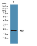 Anti-SCG5 antibody (90-170 aa) (STJ191062) – Figure 1 of 1