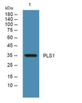 Anti-PLSCR1 antibody (170-250 aa) (STJ191160) – Figure 1 of 1