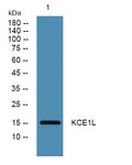 Anti-KCNE5 antibody (40-120 aa) (STJ191184) – Figure 1 of 1