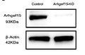 Anti-ARHGEF15 antibody (560-640 aa) (STJ191326) – Figure 1 of 1
