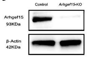 Anti-ARHGEF15 antibody (560-640 aa) (STJ191326) – Figure 1 of 1