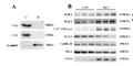 Anti-SLC8A3 antibody (530-610 aa) (STJ191439) – Figure 1 of 1