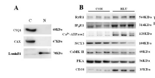 Anti-SLC8A3 antibody (530-610 aa) (STJ191439) – Figure 1 of 1