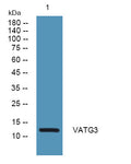 Anti-ATP6V1G3 antibody (1-50 aa) (STJ191618) – Figure 1 of 1
