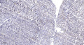 Anti-ZFHX2 antibody (STJ191642) – Figure 1 of 1