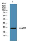 Anti-MAGEH1 antibody (10-90 aa) (STJ191717) – Figure 1 of 1