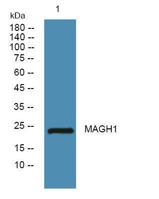 Anti-MAGEH1 antibody (10-90 aa) (STJ191717) – Figure 1 of 1