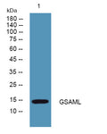 Anti-GCSAML antibody (10-90 aa) (STJ191737) – Figure 1 of 1