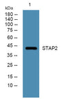 Anti-STAP2 antibody (STJ191823) – Figure 1 of 1