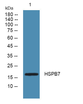 Anti-HSPB7 antibody (100-180 aa) (STJ191856) – Figure 1 of 1