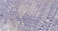 Anti-TRIO antibody (STJ191992) – Figure 1 of 1