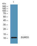 Anti-SUMO3 antibody (1-50 aa) (STJ192007) – Figure 1 of 1