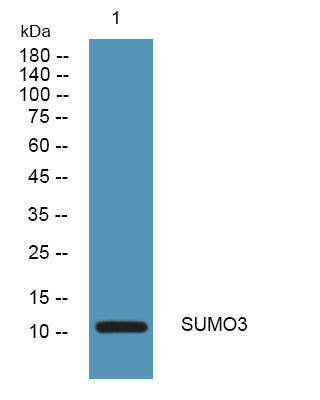 Anti-SUMO3 antibody (1-50 aa) (STJ192007) – Figure 1 of 1