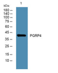 Anti-PGLYRP4 antibody (81-130 aa) (STJ192110) – Figure 1 of 1