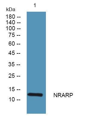 Anti-NRARP antibody (1-50 aa) (STJ192122) – Figure 1 of 1