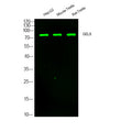 Anti-GSN antibody (STJ192165) – Figure 1 of 1