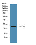 Anti-SCGN antibody (STJ192203) – Figure 1 of 1
