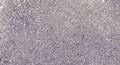Anti-MXRA5 antibody (STJ192207) – Figure 1 of 1