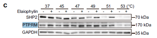 Anti-PTPRM antibody (21-61 aa) (STJ192216) – Figure 1 of 1