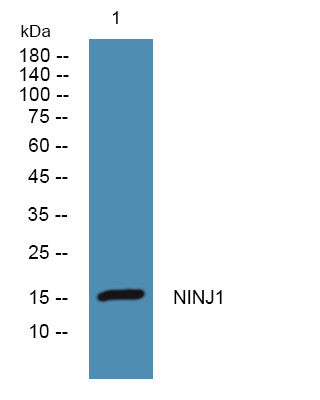 Anti-NINJ1 antibody (1-56 aa) (STJ192304) – Figure 1 of 1