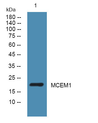 Anti-MCEMP1 antibody (90-170 aa) (STJ192323) – Figure 1 of 1