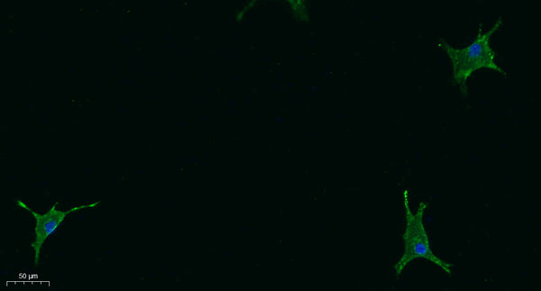 Anti-STAB2 antibody (980-1060 aa) (STJ192359) – Figure 1 of 1