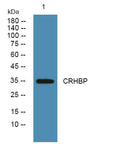 Anti-CRHBP antibody (70-150 aa) (STJ192426) – Figure 1 of 1