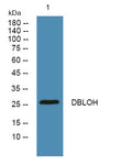 Anti-DIABLO antibody (STJ192450) – Figure 1 of 1