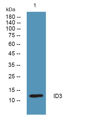 Anti-ID3 antibody (68-117 aa) (STJ192556) – Figure 1 of 1