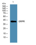 Anti-GRPR antibody (STJ192661) – Figure 1 of 1