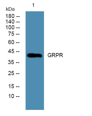 Anti-GRPR antibody (STJ192661) – Figure 1 of 1