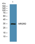 Anti-MRGPRD antibody (STJ192666) – Figure 1 of 1