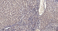 Anti-FLG antibody (STJ192986) – Figure 1 of 1