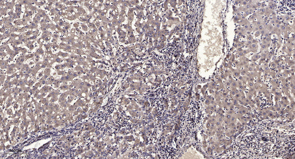 Anti-FLG antibody (STJ192986) – Figure 1 of 1