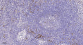 Anti-FAT2 antibody (STJ192996) – Figure 1 of 1